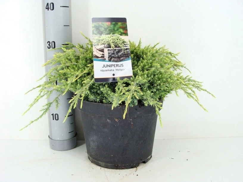 Jeneverbes (Juniperus Squamata 'Holger') 2 Jeneverbes (Juniperus Squamata 'Holger') - Afbeelding 2