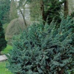 Jeneverbes (Juniperus Squamata 'Meyeri') -Groene Boom Winkel juniperus squamata meyeri 1