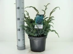 Jeneverbes (Juniperus Squamata 'Meyeri') -Groene Boom Winkel juniperus squamata meyeri c3 m