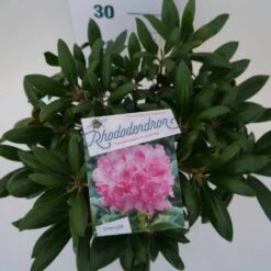 Dwergrhododendron (Rhododendron 'Kalinka') -Groene Boom Winkel kalinka c4 boven