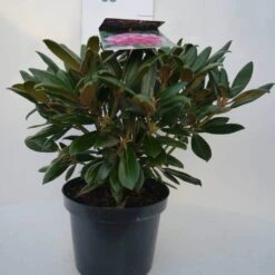 Dwergrhododendron (Rhododendron 'Kalinka') -Groene Boom Winkel kalinka c4 voor