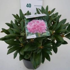 Dwergrhododendron (Rhododendron 'Kalinka') -Groene Boom Winkel kalinka c4 zij