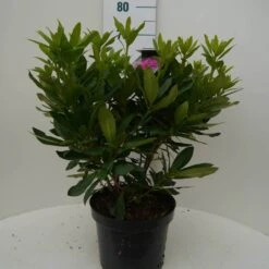 Rhododendron (Rhododendron 'Lee's Dark Purple') -Groene Boom Winkel lee s dark purple c7.5 voor