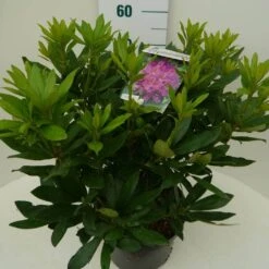 Rhododendron (Rhododendron 'Lee's Dark Purple') -Groene Boom Winkel lee s dark purple c7.5 zij
