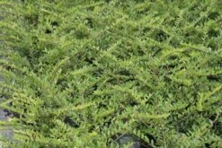 Struikkamperfoelie (Lonicera Pileata) 5 Struikkamperfoelie (Lonicera Pileata) -Groene Boom Winkel lonicera pileata 1