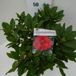 Rhododendron (Rhododendron 'Lord Roberts') -Groene Boom Winkel lord robert c7.5 boven