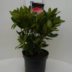 Rhododendron (Rhododendron 'Lord Roberts') -Groene Boom Winkel lord robert c7.5 voor