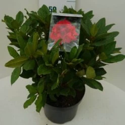 Rhododendron (Rhododendron 'Lord Roberts') -Groene Boom Winkel lord robert c7.5 zij