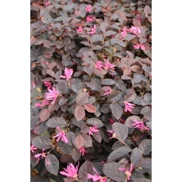 Loropetalum Als Bolvorm (Loropetalum 'Fire Dance') 1 Loropetalum Als Bolvorm (Loropetalum 'Fire Dance')