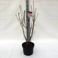 Beverboom, Struik (Magnolia Susan) -Groene Boom Winkel m. susan c10