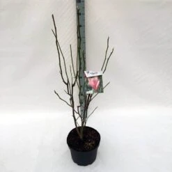 Beverboom (Magnolia 'Heaven Scent') -Groene Boom Winkel ma. heaven scent c10
