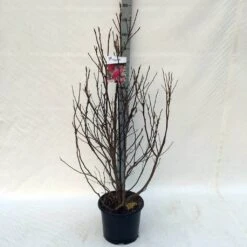 Beverboom, Struik (Magnolia Susan) -Groene Boom Winkel ma. susan c15 125 150 cm