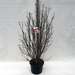 Beverboom, Struik (Magnolia Susan) -Groene Boom Winkel ma. susan c15 150 cm