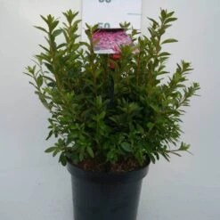 Japanse Azalea (Rhododendron 'Madame Van Hecke') -Groene Boom Winkel mad. v. hecke c4 voor