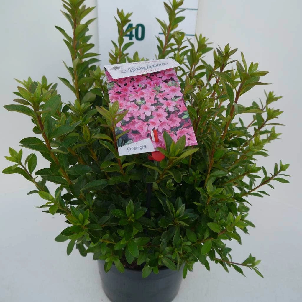 Japanse Azalea (Rhododendron 'Madame Van Hecke') 8 Japanse Azalea (Rhododendron 'Madame Van Hecke') - Afbeelding 8