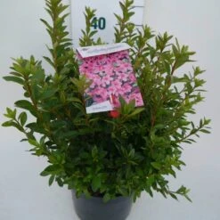 Japanse Azalea (Rhododendron 'Madame Van Hecke') -Groene Boom Winkel mad. v. hecke c4 zij