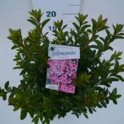 Japanse Azalea (Rhododendron 'Madame Van Hecke') -Groene Boom Winkel mad. van hecke c2 boven
