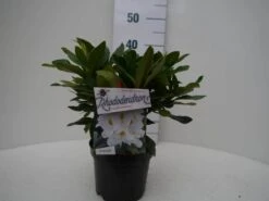 Rhododendron (Rhododendron 'Madame Masson') -Groene Boom Winkel madamme masson c2 voor 1