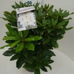 Rhododendron (Rhododendron 'Madame Masson') -Groene Boom Winkel madamme masson c7.5 zij