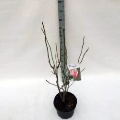 Beverboom (Magnolia 'Heaven Scent') -Groene Boom Winkel mag. heaven scent c10