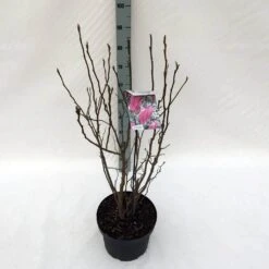 Beverboom, Struik (Magnolia Susan) -Groene Boom Winkel mag. susan c10