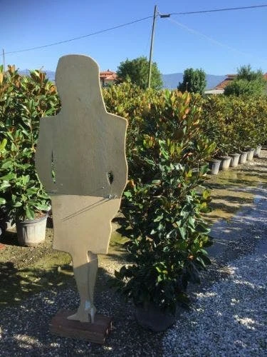 Beverboom (Magnolia Grandiflora 'Little Gem') 4 Beverboom (Magnolia Grandiflora 'Little Gem') - Afbeelding 4