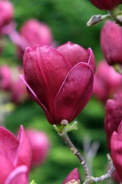 Beverboom (Magnolia 'Genie') -Groene Boom Winkel magnolia genie peters garden 05