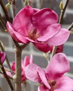 Beverboom (Magnolia 'Genie') -Groene Boom Winkel magnolia genie 4
