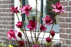 Beverboom (Magnolia 'Genie') -Groene Boom Winkel magnolia genie 6