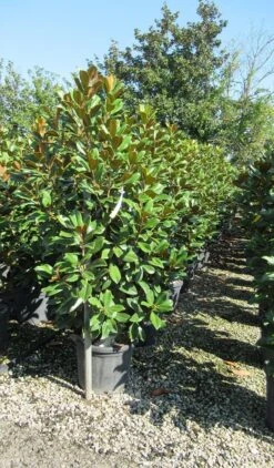 Nieuwe uitgaven -Groene Boom Winkel magnolia goliath 2