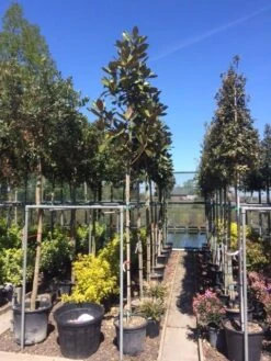 Beverboom (Magnolia Grandiflora 'Gallissoniere') -Groene Boom Winkel magnolia grandiflora 10 12