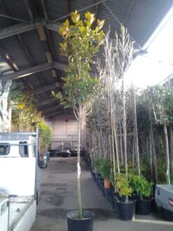 Beverboom (Magnolia Grandiflora 'Gallissoniere') -Groene Boom Winkel magnolia grandiflora 1 1