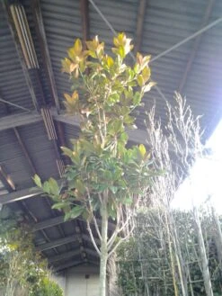 Beverboom (Magnolia Grandiflora 'Gallissoniere') -Groene Boom Winkel magnolia grandiflora 2 1