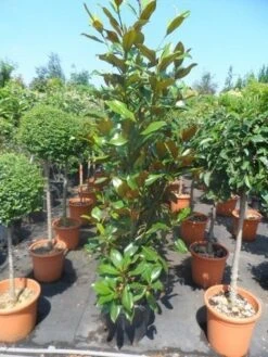 Magnolia (Magnolia Grandiflora 'Gallissoniere') -Groene Boom Winkel magnolia grandiflora gallisoniere 125 150 175 cont. 1