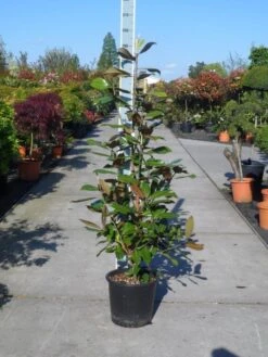Magnolia (Magnolia Grandiflora 'Gallissoniere') -Groene Boom Winkel magnolia grandiflora gallisoniere 125 150 c25
