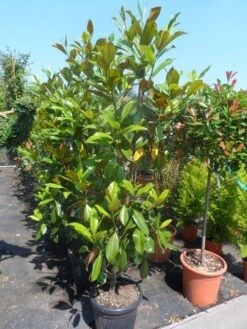 Magnolia (Magnolia Grandiflora 'Gallissoniere') -Groene Boom Winkel magnolia grandiflora gallisoniere 150 175 200 cont