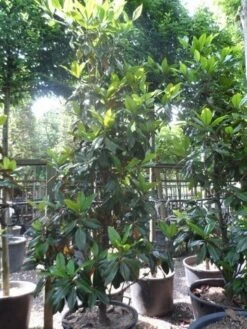 Magnolia (Magnolia Grandiflora 'Gallissoniere') -Groene Boom Winkel magnolia grandiflora gallisoniere 250 300 c150