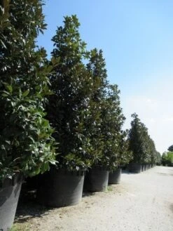 Magnolia (Magnolia Grandiflora 'Gallissoniere') -Groene Boom Winkel magnolia grandiflora gallisoniere 2