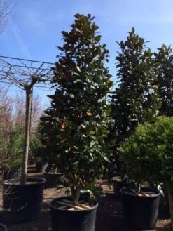 Magnolia (Magnolia Grandiflora 'Gallissoniere') 26 Magnolia (Magnolia Grandiflora 'Gallissoniere') -Groene Boom Winkel magnolia grandiflora gallisoniere 350 400 450 1