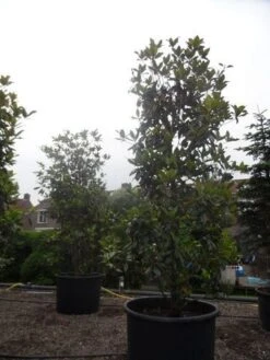 Magnolia (Magnolia Grandiflora 'Gallissoniere') 24 Magnolia (Magnolia Grandiflora 'Gallissoniere') -Groene Boom Winkel magnolia grandiflora gallisoniere 350 400 450 c1000 1