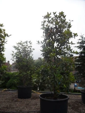 Magnolia (Magnolia Grandiflora 'Gallissoniere') 11 Magnolia (Magnolia Grandiflora 'Gallissoniere') - Afbeelding 11