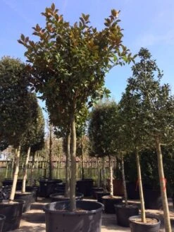 Beverboom (Magnolia Grandiflora 'Gallissoniere') -Groene Boom Winkel magnolia grandiflora hoogstam solitair