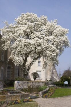 Beverboom (Magnolia Kobus) 11 Beverboom (Magnolia Kobus) -Groene Boom Winkel magnolia kobus01