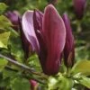 Beverboom (Magnolia Liliiflora 'Nigra') -Groene Boom Winkel magnolia liliiflora nigra