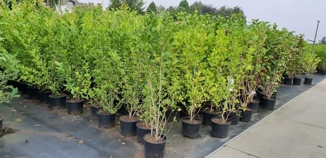 Beverboom Als Struik (Magnolia Loebneri 'Merrill') 3 Beverboom Als Struik (Magnolia Loebneri 'Merrill') - Afbeelding 3