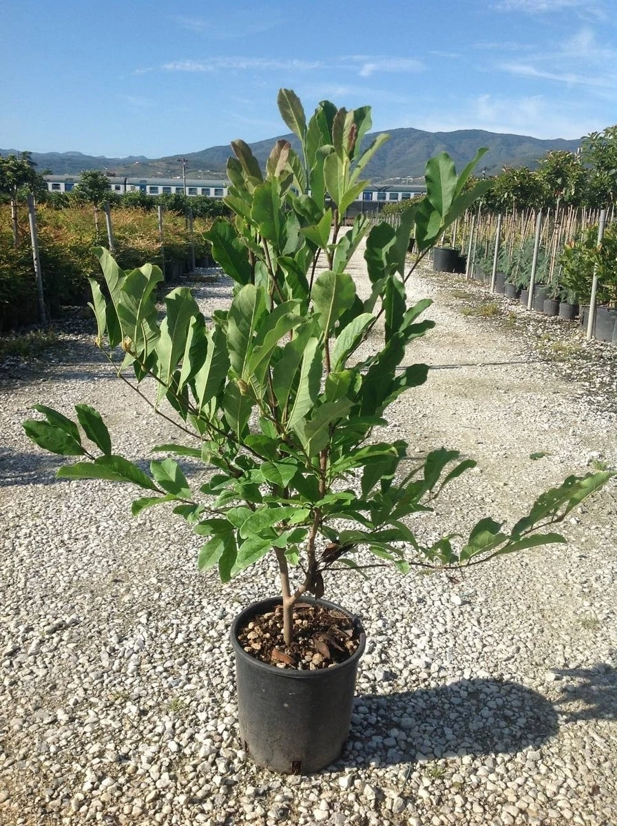 Beverboom Als Struik (Magnolia Loebneri 'Merrill') 2 Beverboom Als Struik (Magnolia Loebneri 'Merrill') - Afbeelding 2