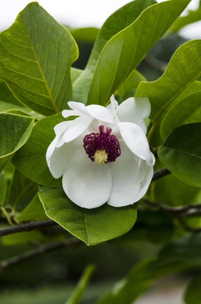 Beverboom (Magnolia Sieboldii) 1 Beverboom (Magnolia Sieboldii)