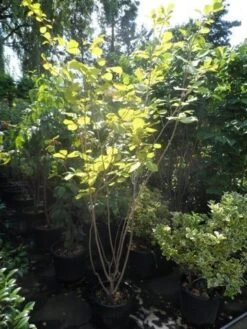 Beverboom (Magnolia Sieboldii) 9 Beverboom (Magnolia Sieboldii) -Groene Boom Winkel magnolia sieboldii 175 200 c25