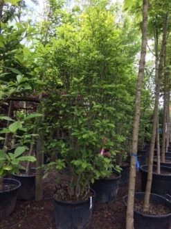 Beverboom (Magnolia Soulangeana) 16 Beverboom (Magnolia Soulangeana) -Groene Boom Winkel magnolia soulangeana 300cm c130 1