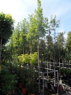 Beverboom (Magnolia Soulangeana Als Boom) 13 Beverboom (Magnolia Soulangeana Als Boom) -Groene Boom Winkel magnolia soulangeana 8 10 12ho cont